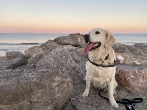 Hund am Meer